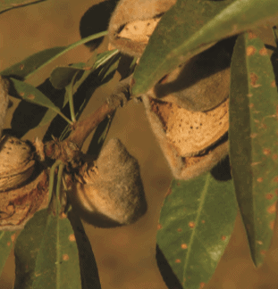 almond tree fertilizer