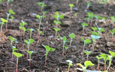 Simple Steps to Creating a Garden to bring yourself Joy at Home