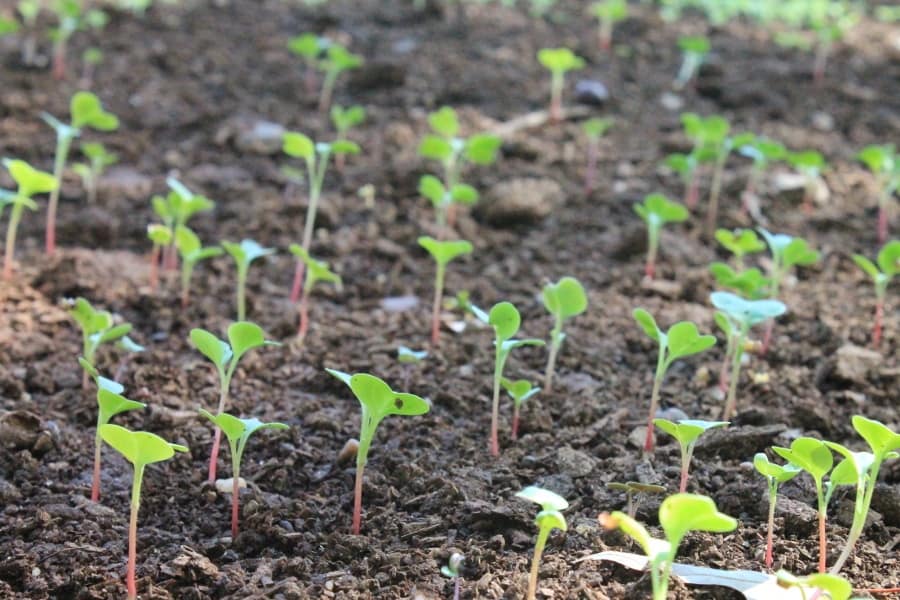 Soil Health Through Organic Fertilizer