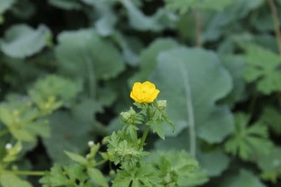 Is Natural Fertilizer really cost effective? Is Natural Fertilizer really cost effective?