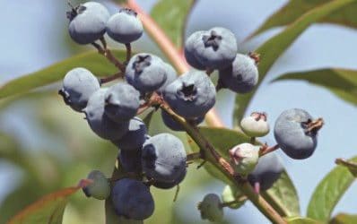 Blueberry Plant Care – Blueberry Fertilizer Guide