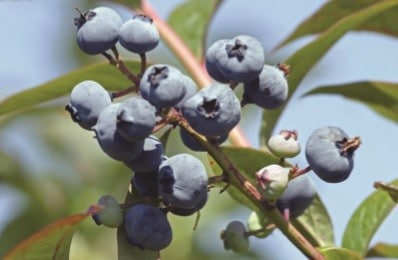 Blueberry Plant Care/Blueberry Fertilizer Guide