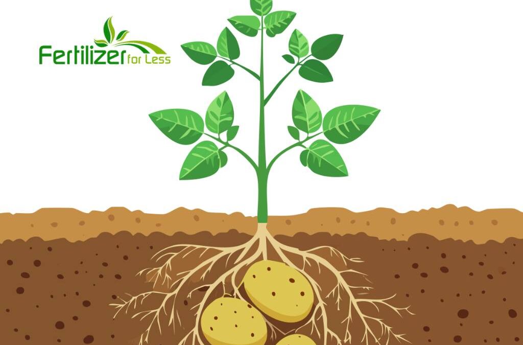 A cartoon potato plant showing roots underground