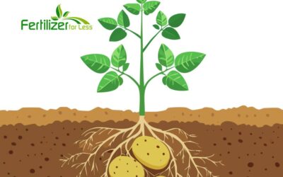 Potato Fertilizer – A Practical Guide to Preventing the Next Potato Famine!