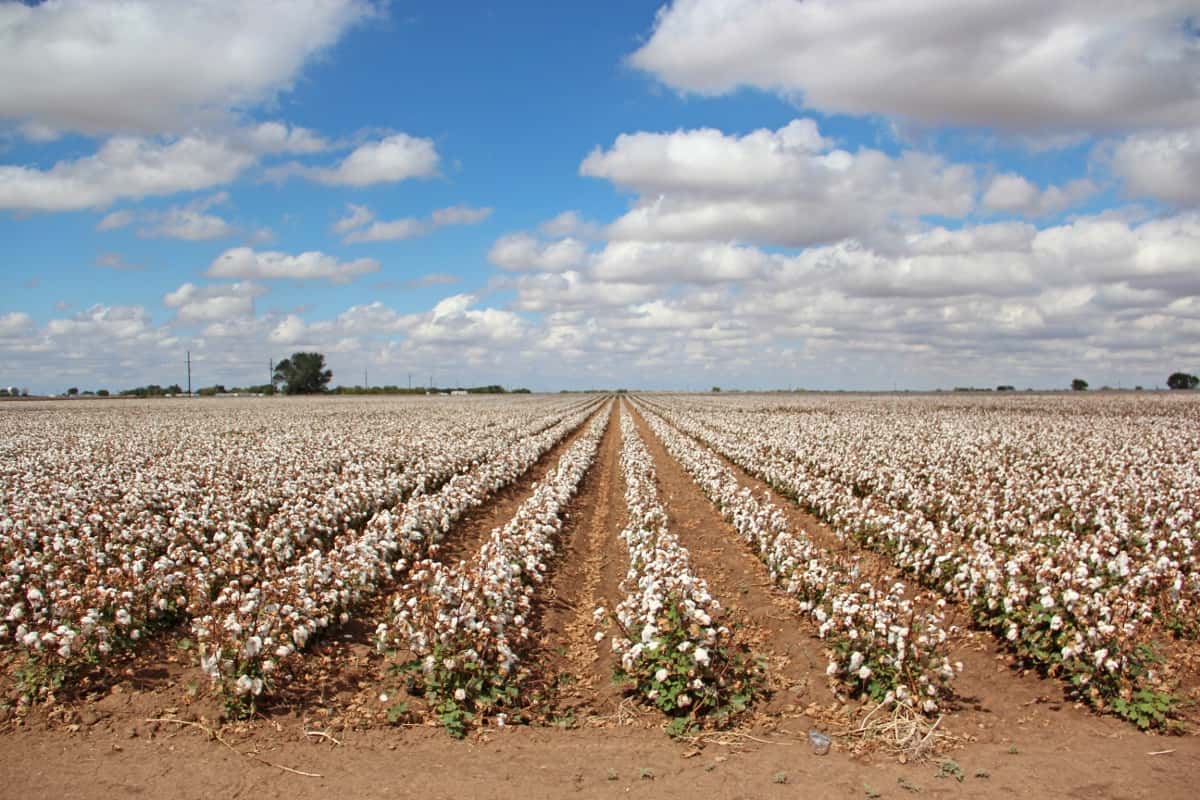 Fertilizer for Cotton Production in the South