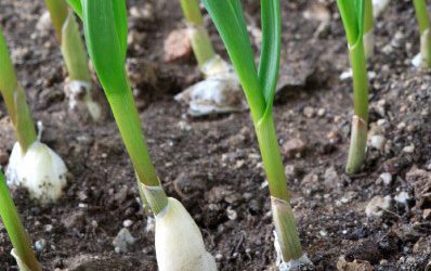 Garlic Fertilizer Guide