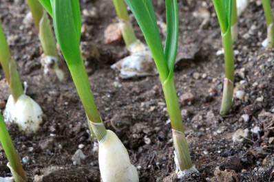 garlic fertilizer by AGGRAND - Natural and Organic Fertilizer Products.