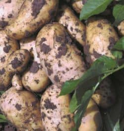 Healthy Potatoes ready for baking! Use a great potato fertilizer for outstanding results.