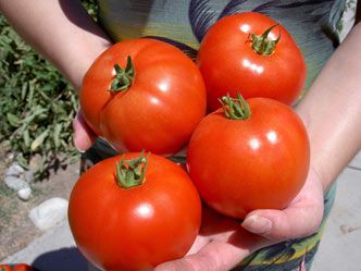 tomatoes Healthy tomatoes from healthy plants. AGGRAND 4-3-3 Natural Fertilizer helps produce a bumper crop of tomatoes.