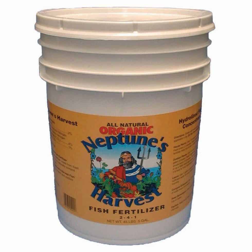 What's the Best Fertilizer for Strawberries? Happy Plants = Better Yields