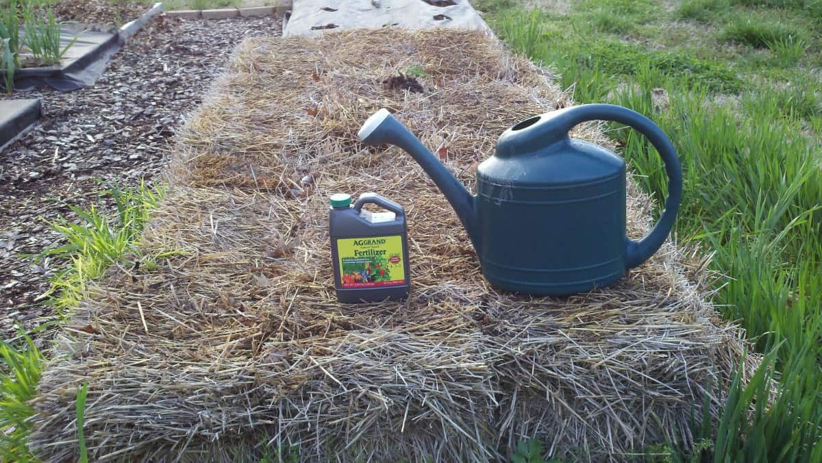 Straw Bale Gardening With Neptune S Harvest Natural Fertilizer