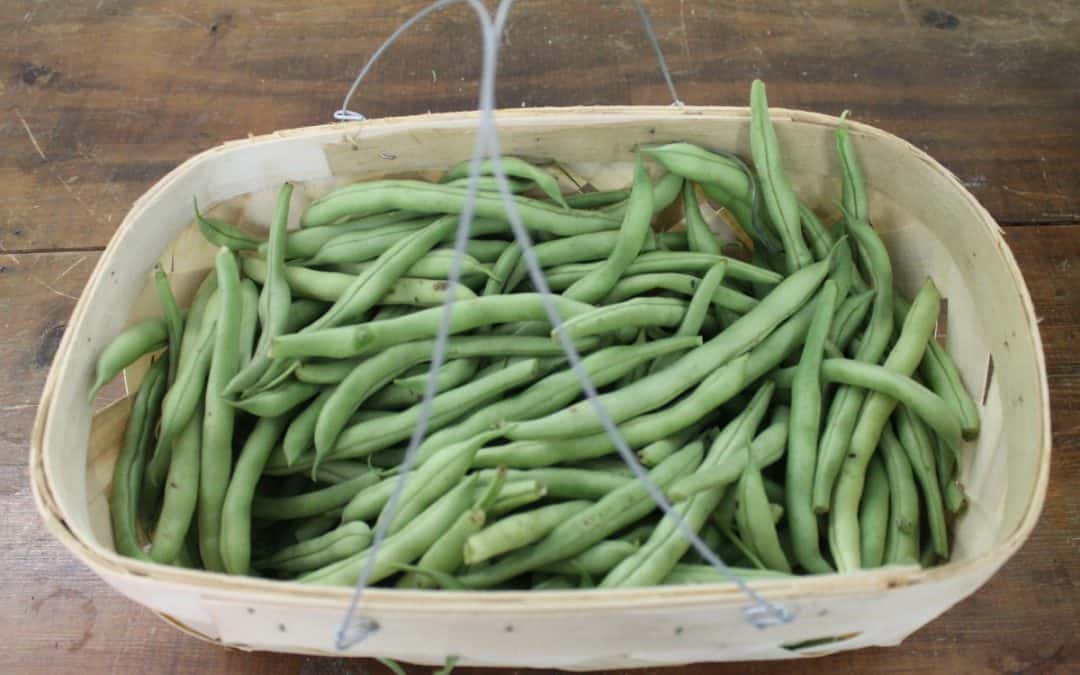 A Basket of Organic Green Beans.