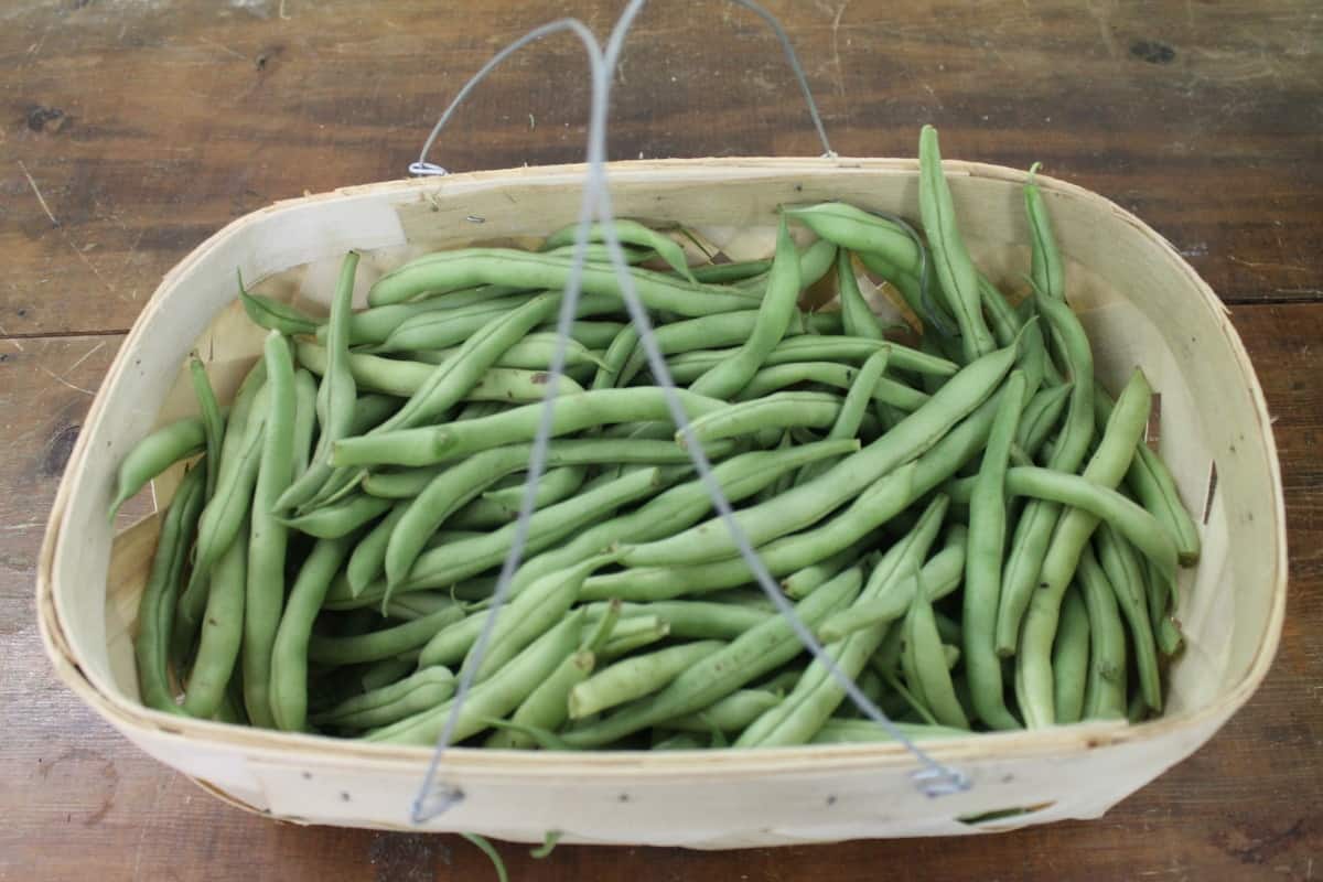 A Basket of Organic Green Beans.