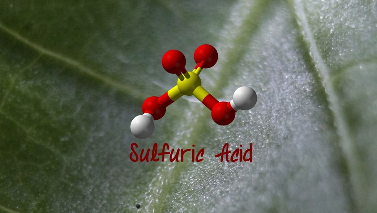 Buy Sulphur Dust Fungicide Powder for Blueberry Plant