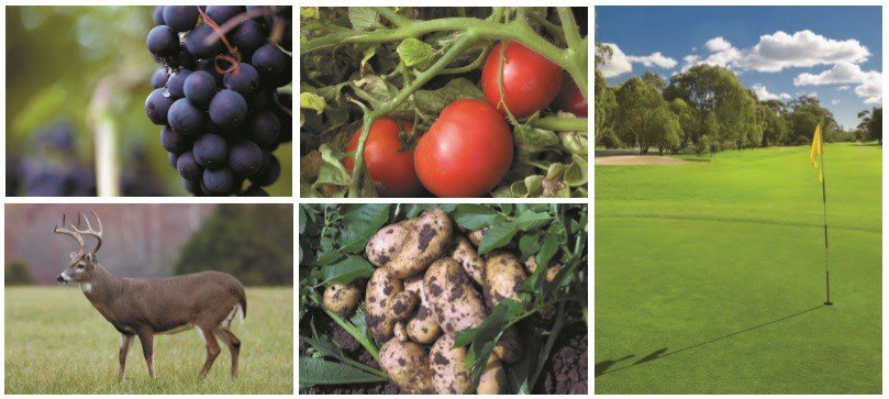collage2 AGGRAND: Low Cost Alternative for Lawns, gardens, and golf courses