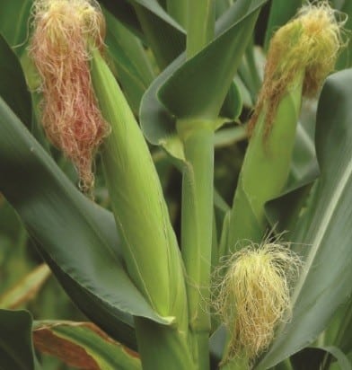 Organic Fertilizer for Corn