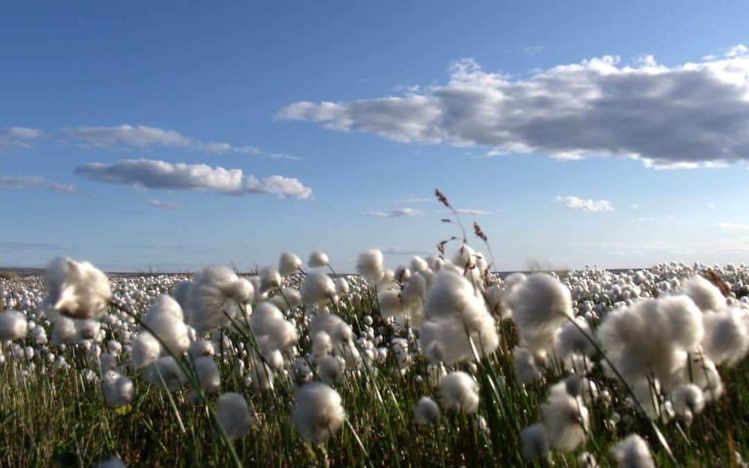 Fertilizer for Cotton Production in the South