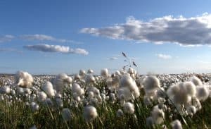 Fertilizer for Cotton Production in the South.