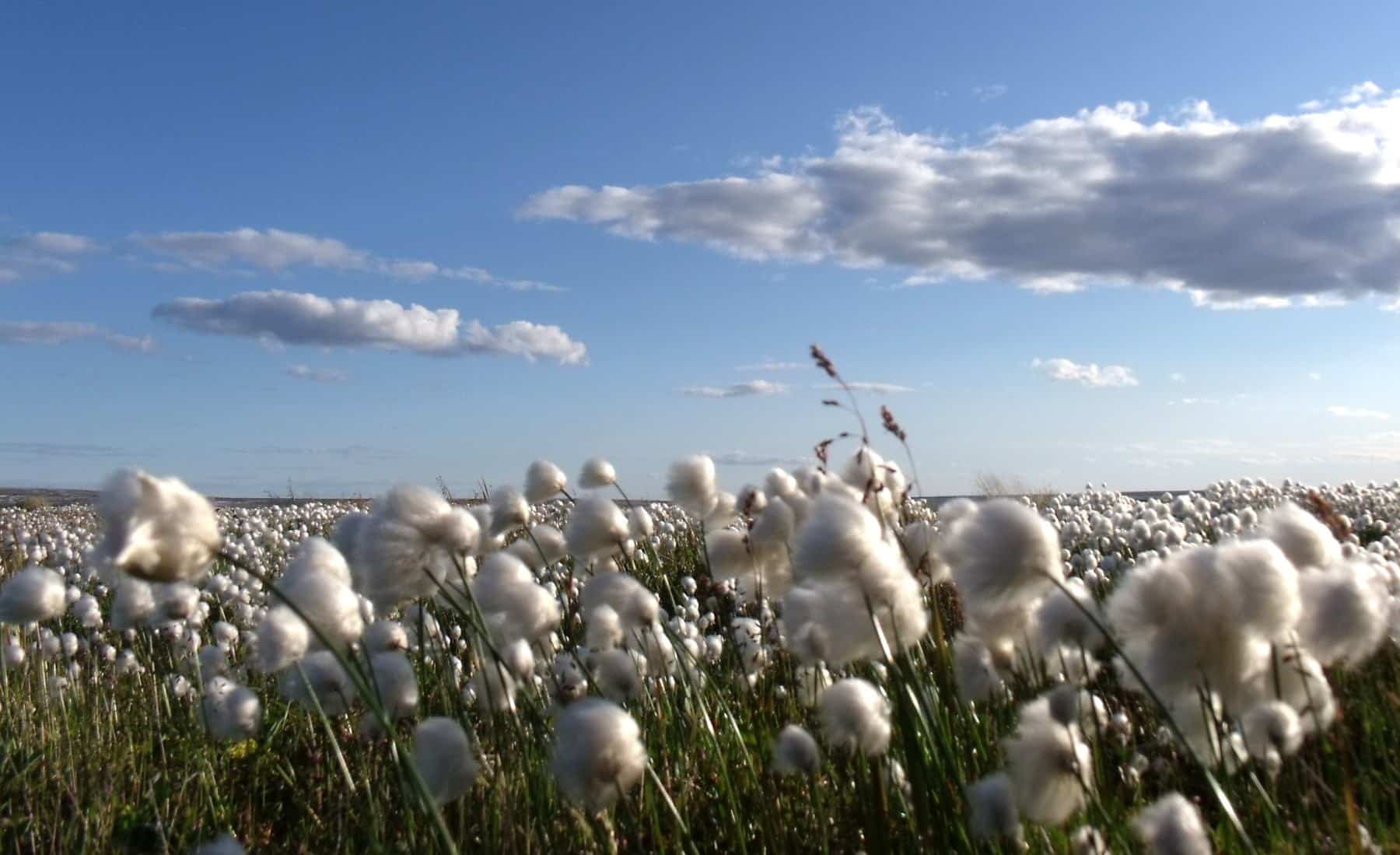 Cotton Fields in the Southeast. Fertilizer for Cotton Production in the South.