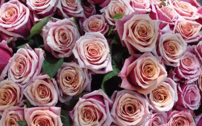 Common Diseases Observed on Rose Plants