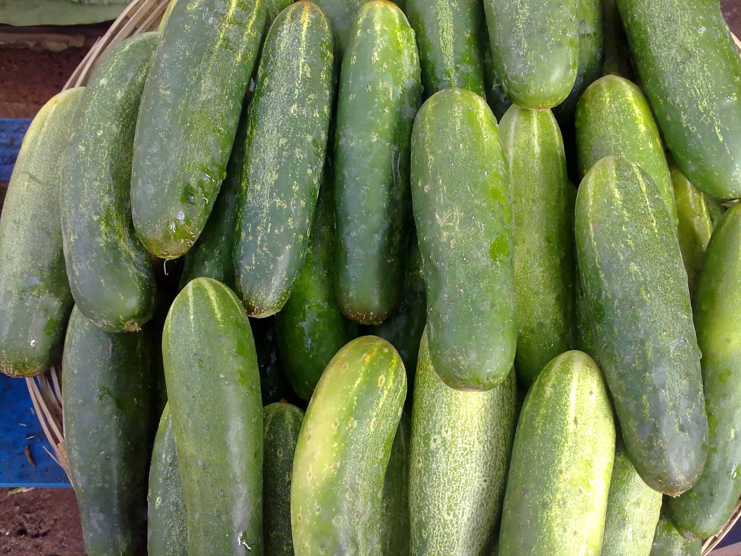 Where Do I Buy Kaolin Clay for Cucumbers