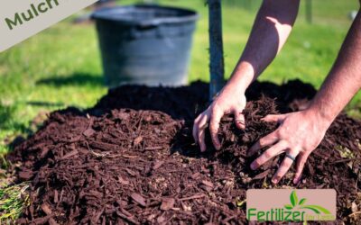 Spreading mulch around the base of a tree