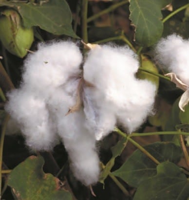 Fertilizer for Cotton Production in the South