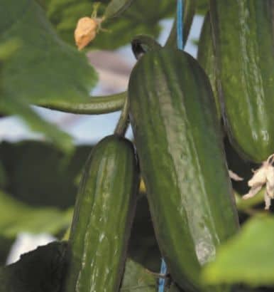 Organically grown cucumbers