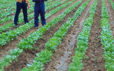 Getting A Positive ROI From Fertilizer