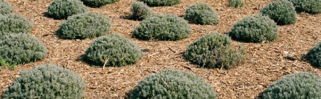 mulch around shrubs