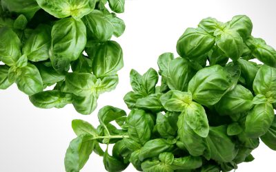 Natural Garden Fertilizer Ingredients and More