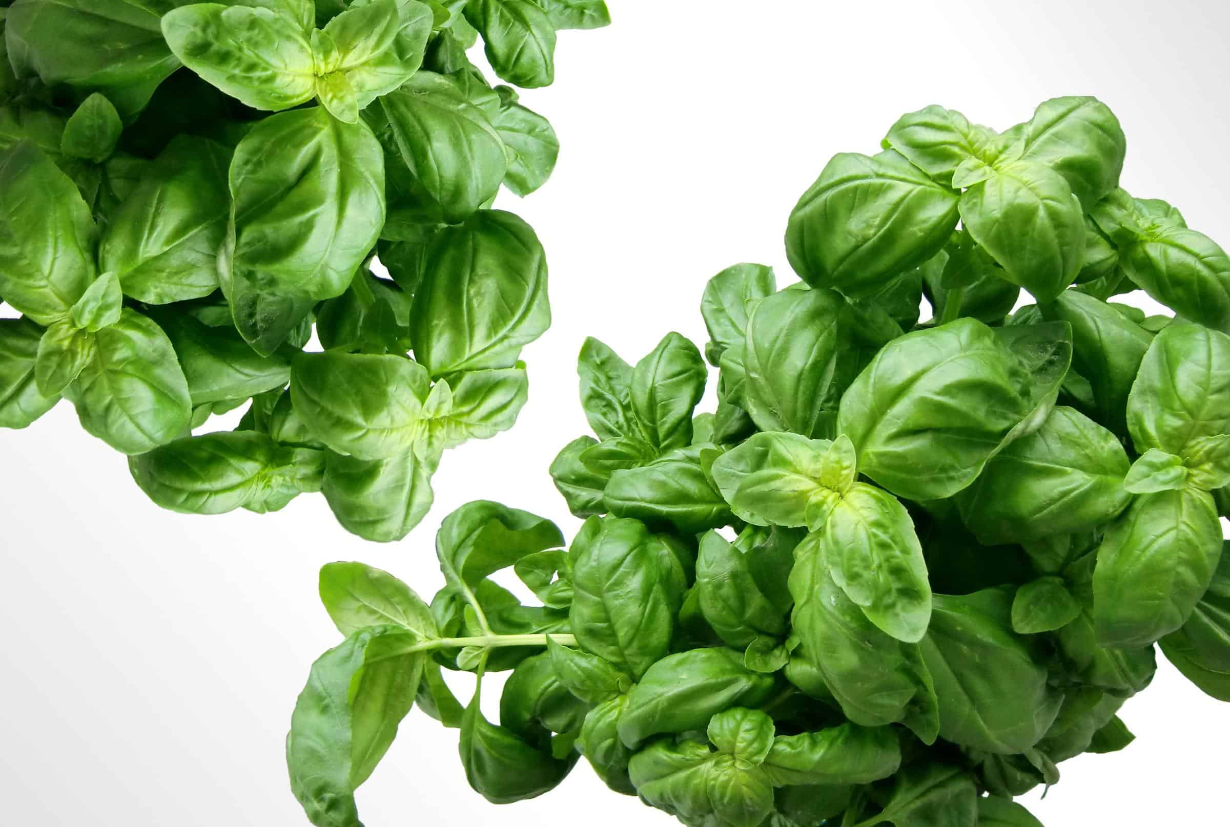 Basil grown with Natural Garden Fertilizer Buy AGGRAND Online