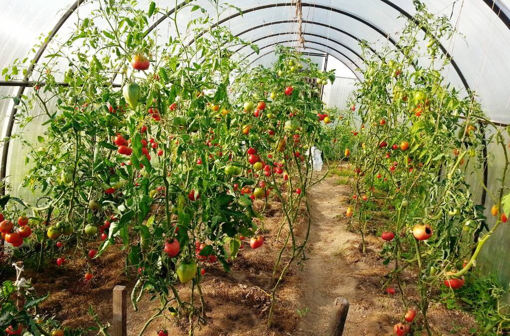 rows of ripe tomatoes growing under a hoop house supported by bailing twine