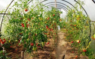 How To Grow the Best Tomatoes with Organic Fertilizer and These Planting Tips