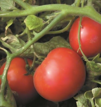 Growing the Best Tomatoes Requires Care and Good Soil Fertility. Where to Buy Natural Liquid Kelp