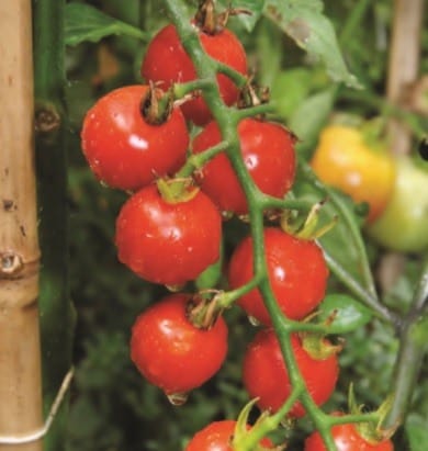 Buy Liquid Natural Fertilizer online for Tomato Plant Care