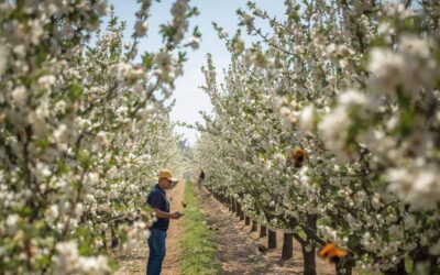 A farmer in California inspects his almond trees for signs of pest or disease