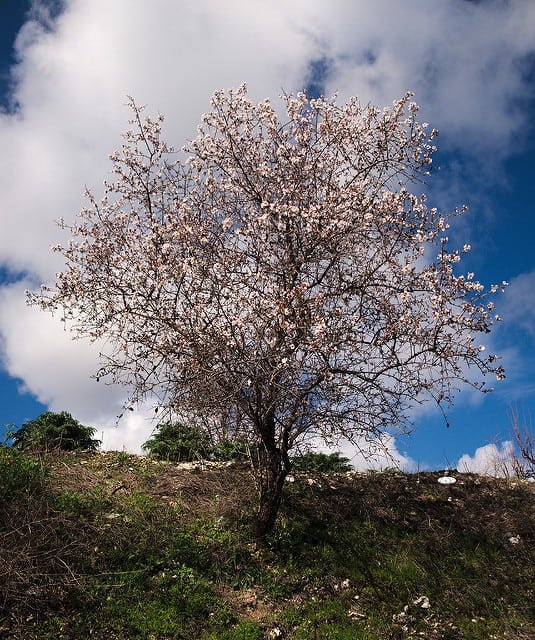 Where to Buy Natural Fertilizer for Almond Tree, Online on Amazon