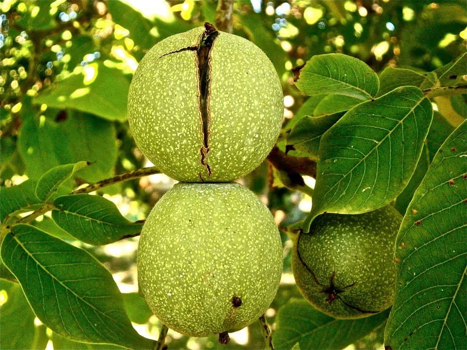 Where To Buy Neptune's Harvest Fertilizer for Walnuts