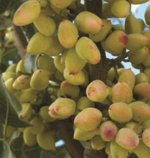 Place to Buy All Purpose Fertilizer for Pistachios