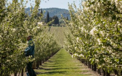 How to Grow Organic Pistachios