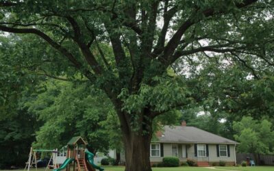 Growing Walnuts Organically