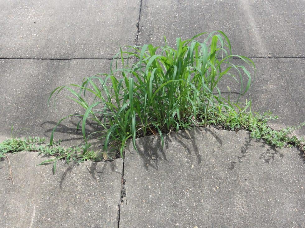 Dealing with weeds in asphalt and concrete cracks Natural Weed Control