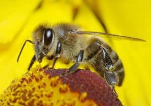A honey bee covered in pollen