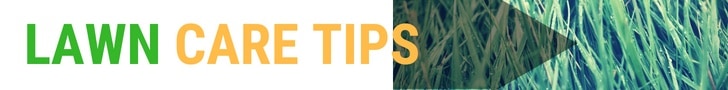 lawn care tips for centipede grass