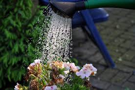 watering wands for garden plant care