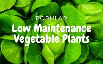 Which Vegetable Plants Can Be Home Grown With Minimum Efforts?