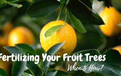 How to Fertilize Your Fruit Trees and When to Apply Amendments