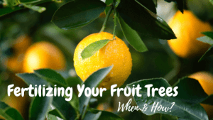 when and how should you fertilize fruit trees?