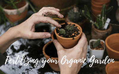 Fertilizing the Organic Garden
